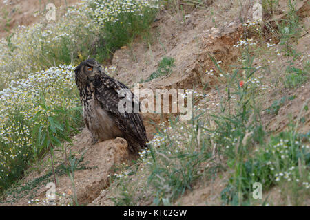 Gufo reale / Europaeischer Uhu ( Bubo bubo ), adulto, siede tra la fioritura dei fiori in una pendenza di una buca di sabbia, guardare la fauna selvatica, l'Europa. Foto Stock