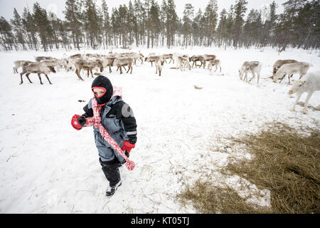 Alimentazione bambino le renne, Inari, Finlandia Foto Stock