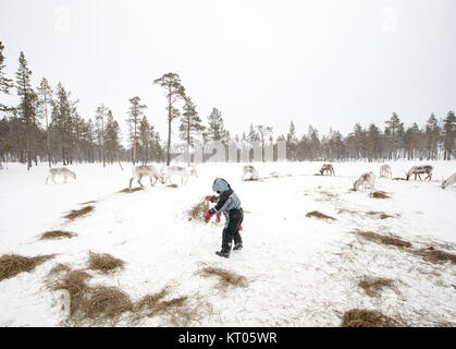 Alimentazione bambino le renne, Inari, Finlandia Foto Stock