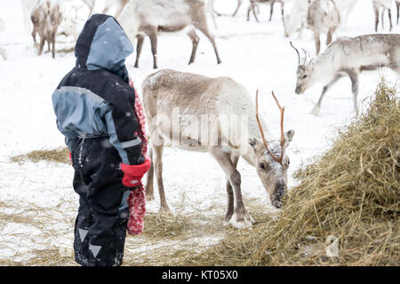 Alimentazione bambino le renne, Inari, Finlandia Foto Stock