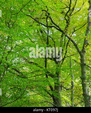 Bella e verde fogliame in British tipico bosco di betulla Foto Stock