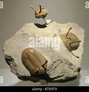 Asaphus kowalewskii è una specie di trilobite estinta del periodo Ordoviciano medio. I fossili di questa specie si trovano nelle formazioni Duboviki-Porogi nella regione di San Pietroburgo in Russia. Foto Stock