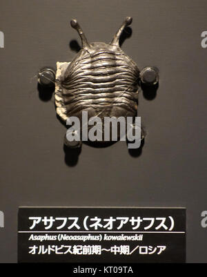 Asaphus (Neoasaphus) kowalewskii è una specie estinta di trilobite, esposta al Museo Nazionale della natura e della Scienza di Tokyo. Rappresenta una parte importante della ricerca paleontologica. Foto Stock