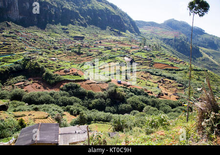 Vista del paesaggio di intensivamente coltivati i lati della valle, Ramboda, vicino a Nuwara Eliya, provincia centrale, Sri Lanka, Asia Foto Stock