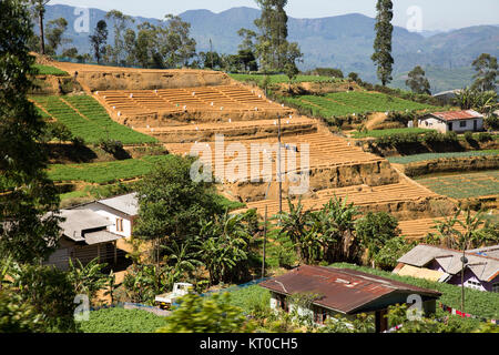 Vista del paesaggio di intensamente coltivati a terrazze lati a valle, nei pressi di Nuwara Eliya, provincia centrale, Sri Lanka, Asia Foto Stock