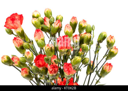 Mazzo di fiori di garofano rosso (Dianthus caryophyllus) isolato su sfondo bianco Foto Stock