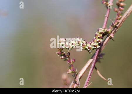 Argento verde costellata shark moth larva Foto Stock