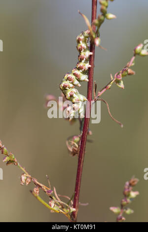 Argento verde costellata shark moth larva Foto Stock