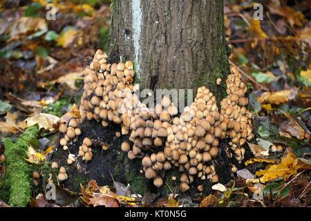 Fairy Inkcap, Coprinellus disseminatus di funghi selvatici dalla Finlandia Foto Stock