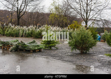 Alberi di Natale su un mobile di supporto vendite. Foto Stock