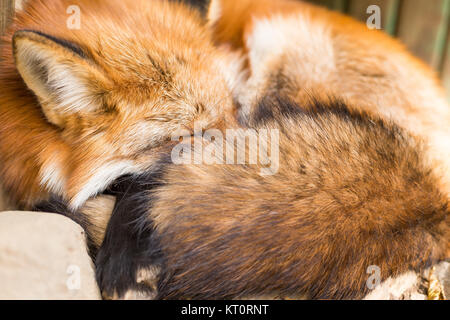 Sleeping Red Fox Foto Stock