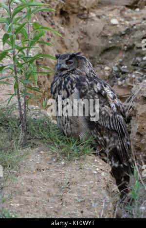 Gufo reale / Uhu ( Bubo bubo ), uccello adulto, in appoggio in corrispondenza del bordo di una naturale a canale di drenaggio in una cava di ghiaia, la chiamata, la fauna selvatica, l'Europa. Foto Stock