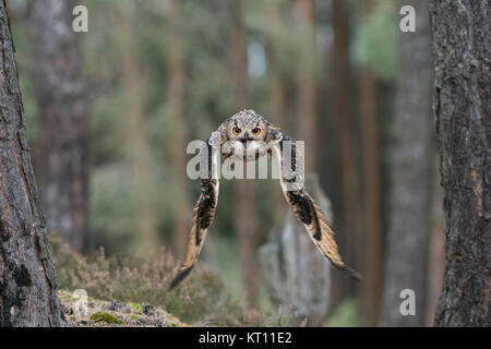 Indian Eagle-Owl / Rock / Eagle-Owl Bengalenuhu ( Bubo bengalensis ) in volo attraverso i boschi, chiamando, dynamic scatto frontale, occhi luminosi. Foto Stock