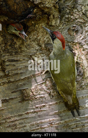 Picchio verde / Grünspecht ( Picus viridis ), alimentando la sua novellame / pulcini / giovane a nido foro, l'Europa. Foto Stock