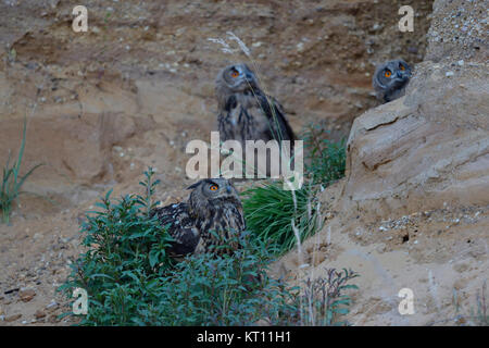 Gufo reale / gufi ( Bubo bubo ), giovani con la madre, tutta la famiglia insieme in pendenza di una cava di ghiaia, la sera tardi, la fauna selvatica, Europa Foto Stock