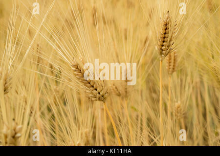 Golden rice orecchie vicino fino in Hotaka, Giappone Foto Stock