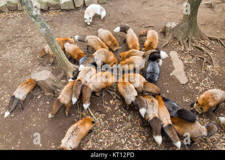 Gruppo di fox mangiare insieme Foto Stock