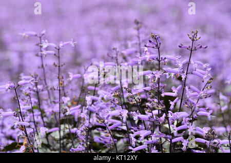 Plectranthus Mona Lavanda fiori Foto Stock