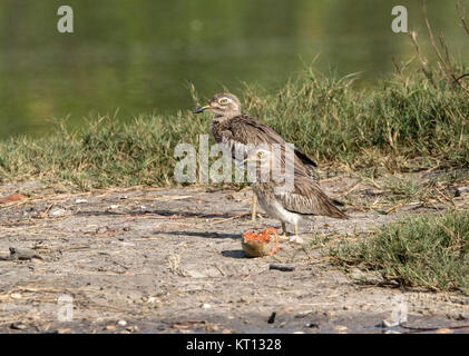 Il Senegal e spesso-ginocchio Burhinus senegalensis coppia di uccelli in appoggio sul fango del fiume Gambia Foto Stock