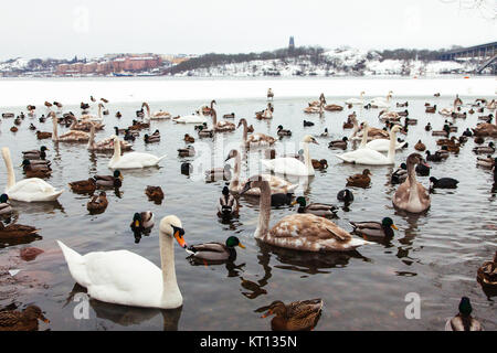 La residenza locale, uccelli, anatre e cigni, di Riddarfjärden. La visualizzazione mostra un Riddarfjärden congelati verso Södermalm e Långholmen Foto Stock