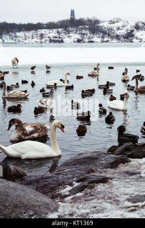 La residenza locale, uccelli, anatre e cigni, di Riddarfjärden. La visualizzazione mostra il loro ambiente di Riddarfjärden congelati verso Långholmen Foto Stock