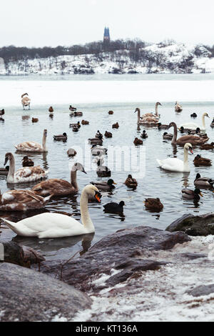 La residenza locale, uccelli, anatre e cigni, di Riddarfjärden. La visualizzazione mostra il loro ambiente di Riddarfjärden congelati verso Långholmen Foto Stock