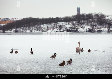 La residenza locale, uccelli, anatre e cigni, di Riddarfjärden. La visualizzazione mostra il loro ambiente di Riddarfjärden congelati verso Långholmen Foto Stock