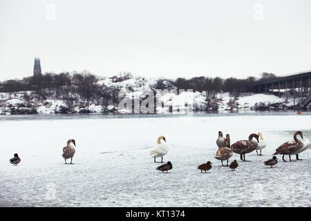 La residenza locale, uccelli, anatre e cigni, di Riddarfjärden. La visualizzazione mostra il loro ambiente di Riddarfjärden congelati verso Långholmen Foto Stock