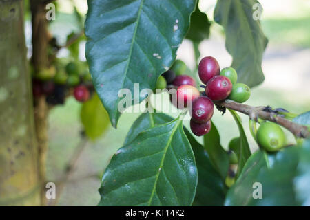 I chicchi di caffè la maturazione su albero Foto Stock