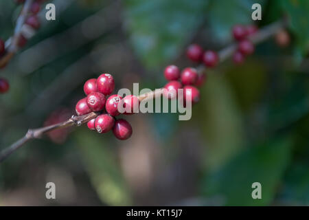 Close up Co ffee fagioli maturazione su albero nella foresta, freschi chicchi di caffè sul ramo della pianta del caffè - caffè Arabica (selezione focus) Foto Stock