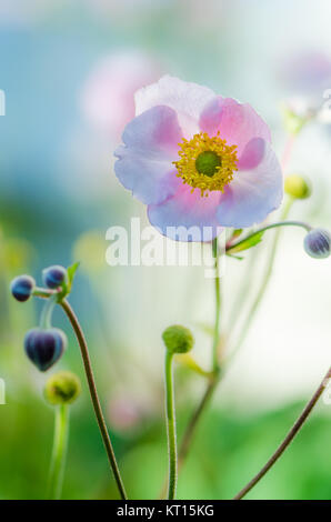 Rosa pallido fiore anemone giapponese, close-up Foto Stock