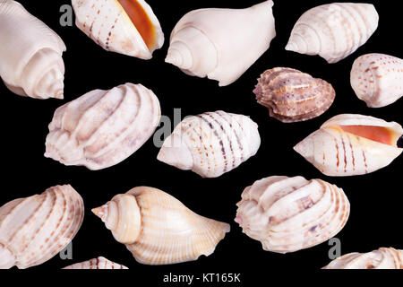 Gruppo di lei i gusci di lumache marine isolati su sfondo nero Foto Stock