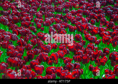 Radura di nero tulipani freschi in Keukenhof Foto Stock