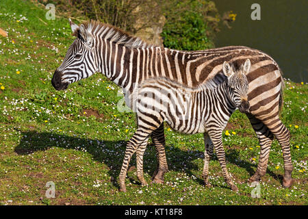 Zebra e vitello in un prato Foto Stock