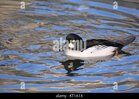 maschio della clangula bucephala a testa d'oro Foto Stock