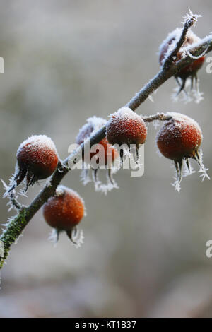 medlars con cristalli di ghiaccio in inverno Foto Stock