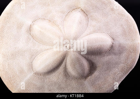 Conchiglia di mare di ricci di mare ( Sand dollar) su sfondo nero Foto Stock