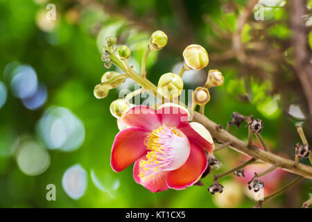 Shorea Robus fiori Foto Stock