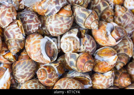 Avvistato Babilonia o Babylonia areolata Foto Stock