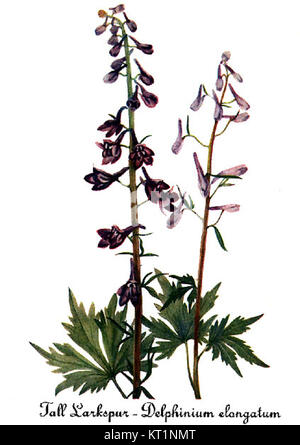 Delphinium elongatum da Maria Vaux Walcott Foto Stock