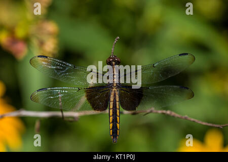 Vedova (skimmer Libellula luctuosa) a Stillwater Riserva della prateria Foto Stock