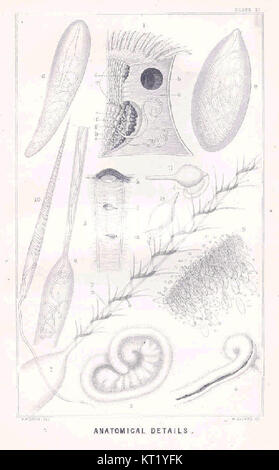 Questa voce si riferisce probabilmente a uno studio o rappresentazione di caratteristiche anatomiche, potenzialmente in un contesto scientifico, educativo o medico. I dettagli forniti suggeriscono una particolare attenzione al corpo umano o animale, con un'enfasi sulla precisione anatomica. Ciò può comportare ausili visivi o diagrammi per rappresentare varie parti dell'anatomia a scopo didattico o di ricerca. Foto Stock