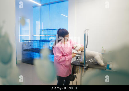 Giovane donna che lavorano in pet shop, fresare i capelli del cane, ragazza toelettatura del cucciolo per bellezza in negozio. Persone, processi, professioni e cura per animali Foto Stock