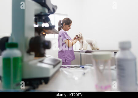 Giovane latina Donna al lavoro come veterinari, vet durante la visita. Medico animale visitando malati pet in clinica e controllare le orecchie del cane. Persone, lavoro, professione un Foto Stock