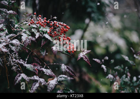 I fiocchi di neve sulle piccole bacche rosse Foto Stock