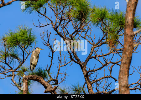 Un Airone blu si siede in un albero vicino alla palude in Everglades National Park, Florida, Novembre 2017 Foto Stock