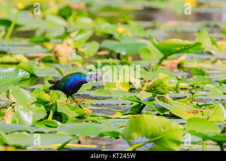 Un maschio di Pollo Sultano camminando sulle ninfee nella palude al parco nazionale delle Everglades della Florida, Novembre 2017 Foto Stock