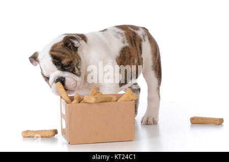 Bulldog cucciolo con una scatola di cartone piena di ossa Foto Stock