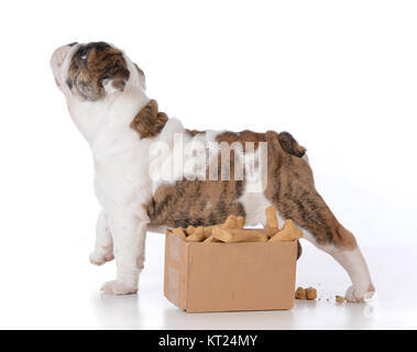 Bulldog cucciolo con una scatola di cartone piena di ossa Foto Stock