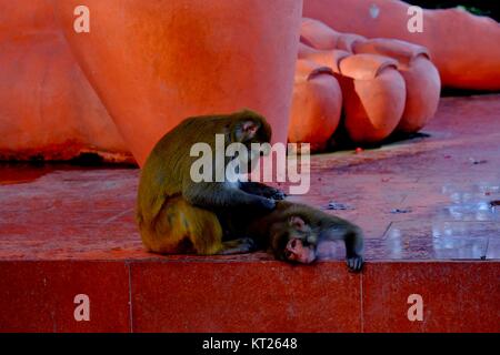 Il più alto dio Hanuman statua nel mondo da Jakhoo tempio sulla collina sopra Shimla Foto Stock